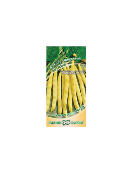 فاصوليا هوليّة 