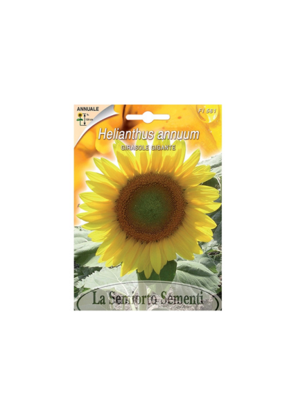 دوار الشمس العملاق 