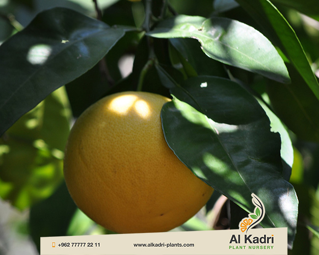 الجريب فروت 