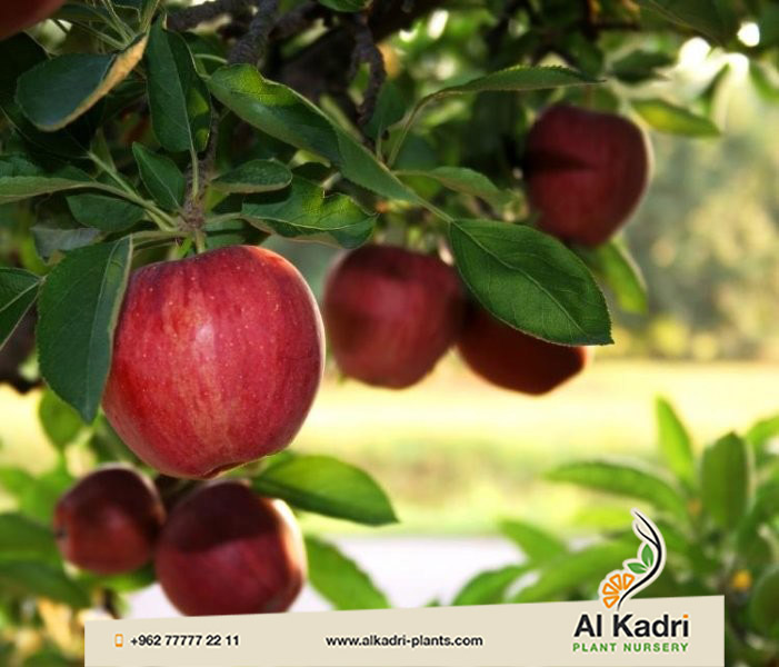 التفاح وأنواعه