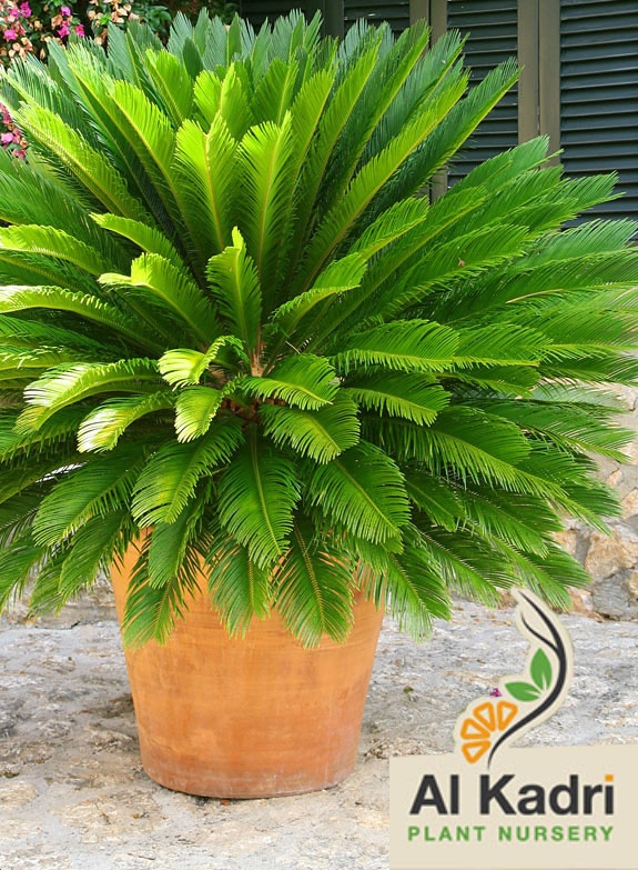 نخيل الزينة