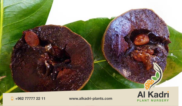 السابوتا / الشوكولاتة 