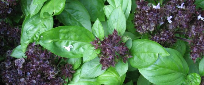 النباتات الطبية