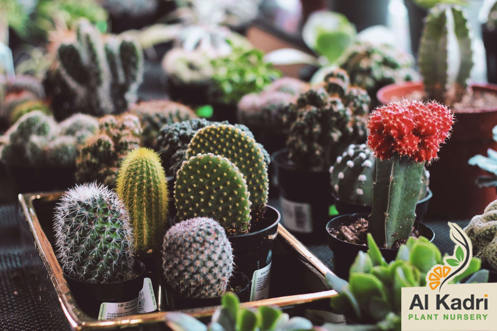 صباريات وعصاريات الزينة