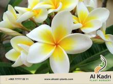 الياسمين الهندي