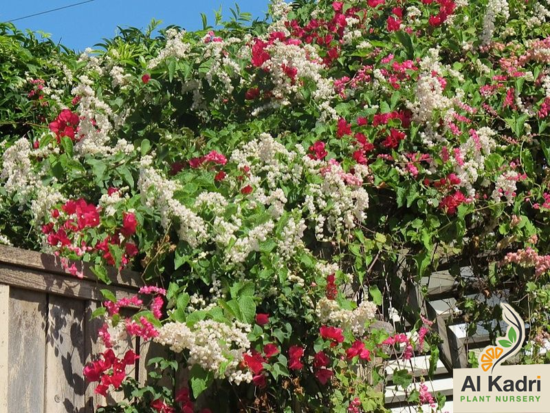 متسلقات الزينة