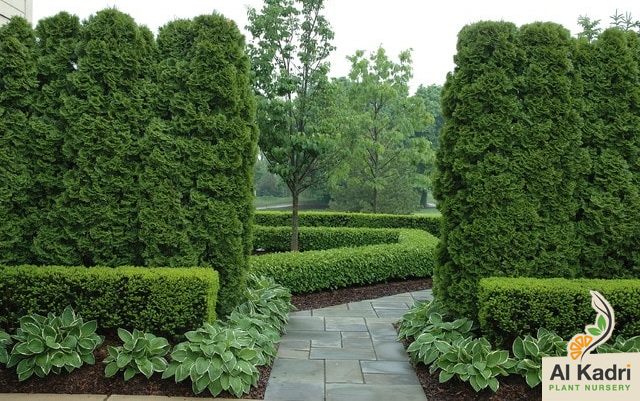 الأسيجة النباتية