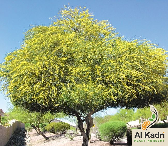 الأكاسيا 