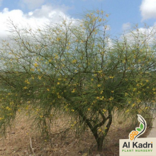  الباركنسونيا