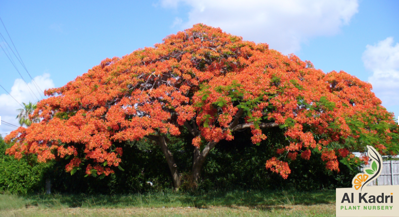 البونسيانا
